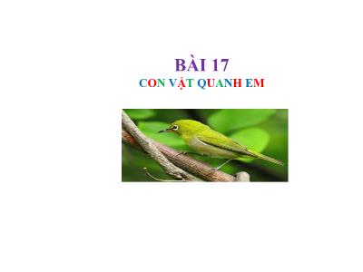 Bài giảng TNXH 1 - Bài 17: Con vật quanh em (Tiết 1)